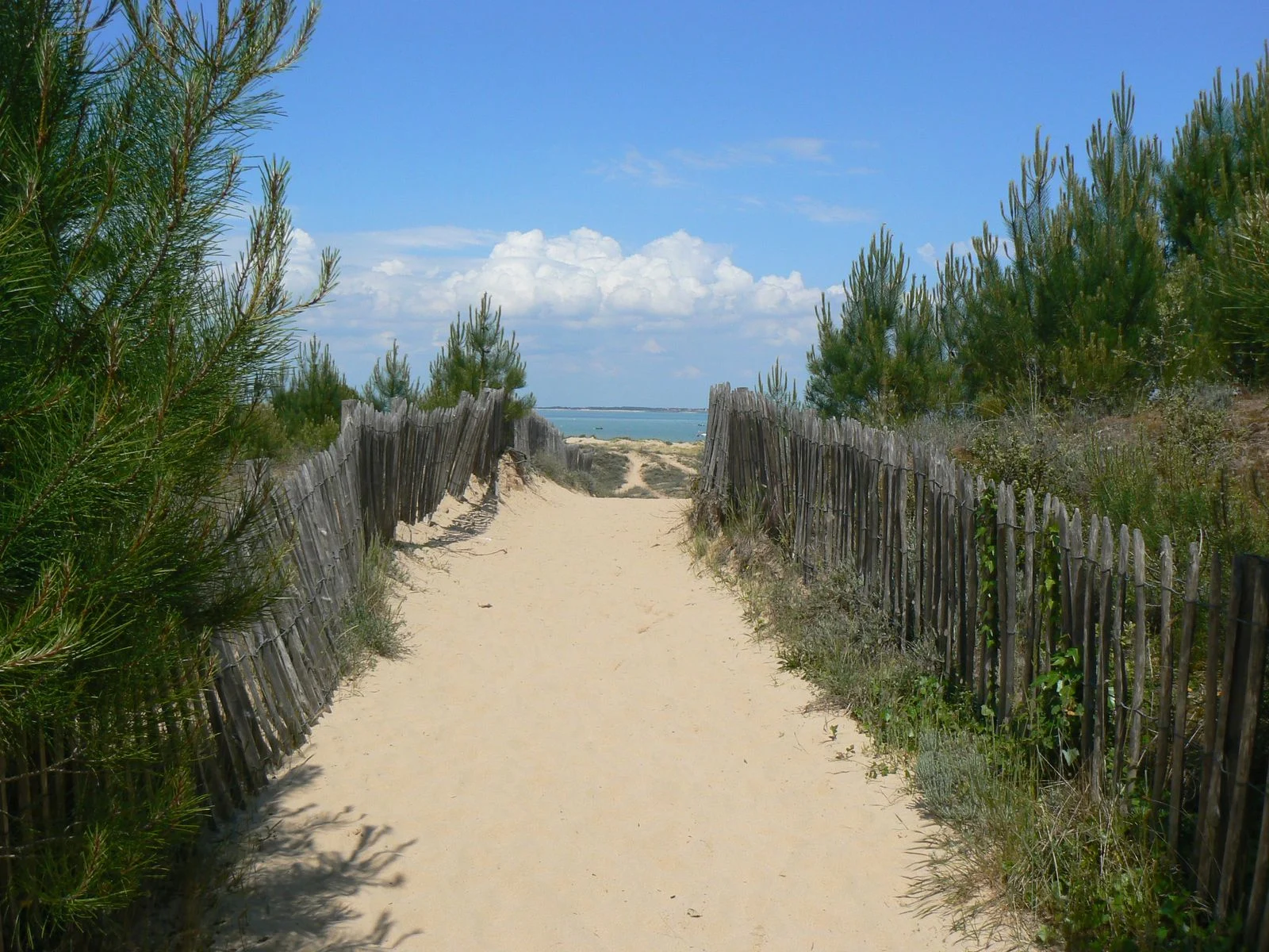 Chemin de sable entre les pins menant à l’océan, en Nouvelle-Aquitaine