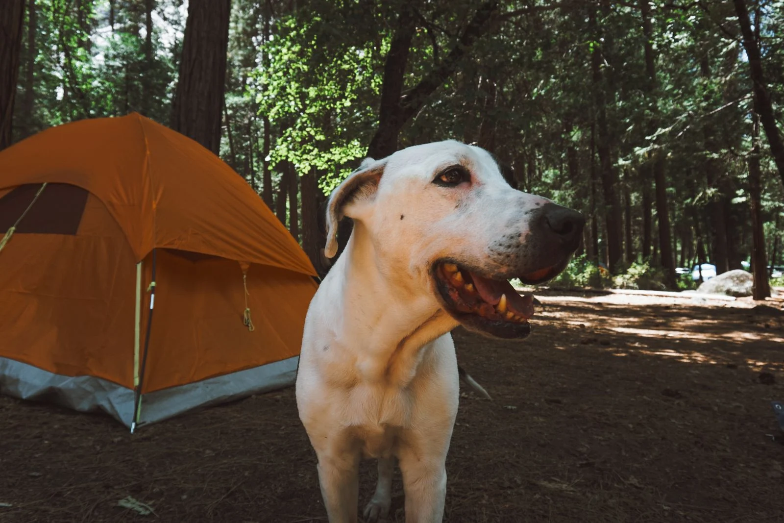 Chien devant une tente de camping