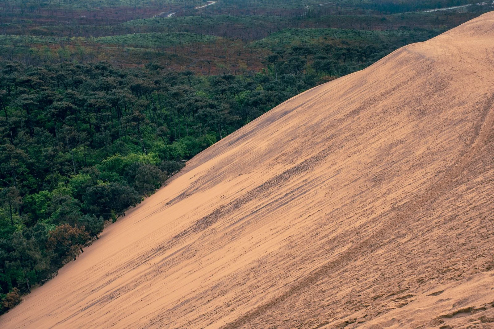 La dune du Pilat et la forêt de pins qui la borde