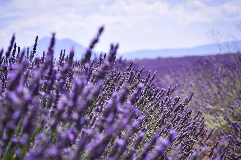 Champ de lavande en fleur à Valensole, en Provence