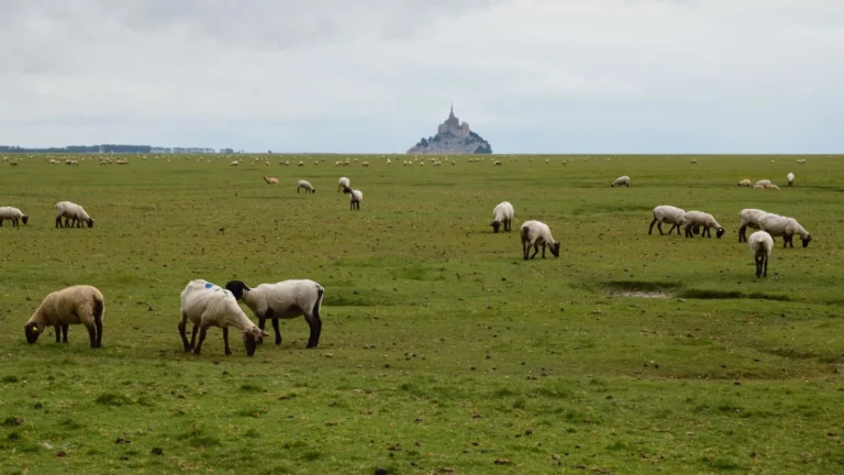 Moutons dans un pré de la baie, le Mont-Saint-Michel en arrière-plan