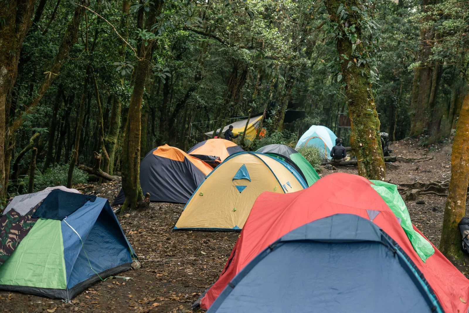 Tentes colorées montées entre de grands arbres dans un camping en forêt