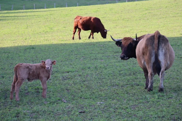 Vaches et veau dans un pré en Corrèze